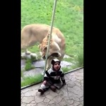 lion-tries-to-eat-baby