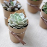 Succulent Favors