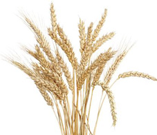is-wheat-toxic-newsletter