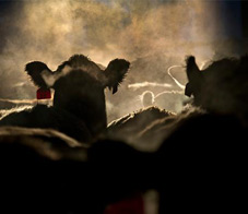 fda-bans-antibiotics-newsletter
