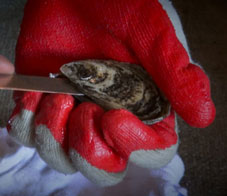 Shucked-Oysters-Rotator-nl