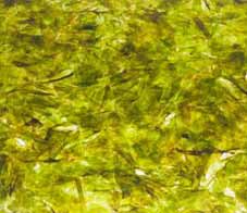 ask-mf-seaweed-chips-main-newsletter