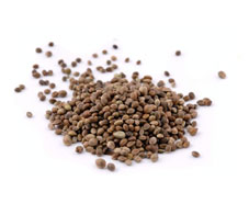 hemp-seed-main-NL