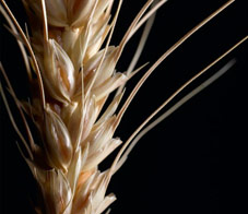 gluten-quiz-newsletter