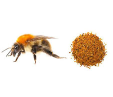 bee-pollen-10-healthy-foods-everyone-was-talking-about-in-2014_2-NL