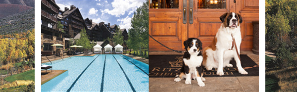 Dogs at Ritz-Carlton