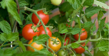 Tomatoes_NLmain