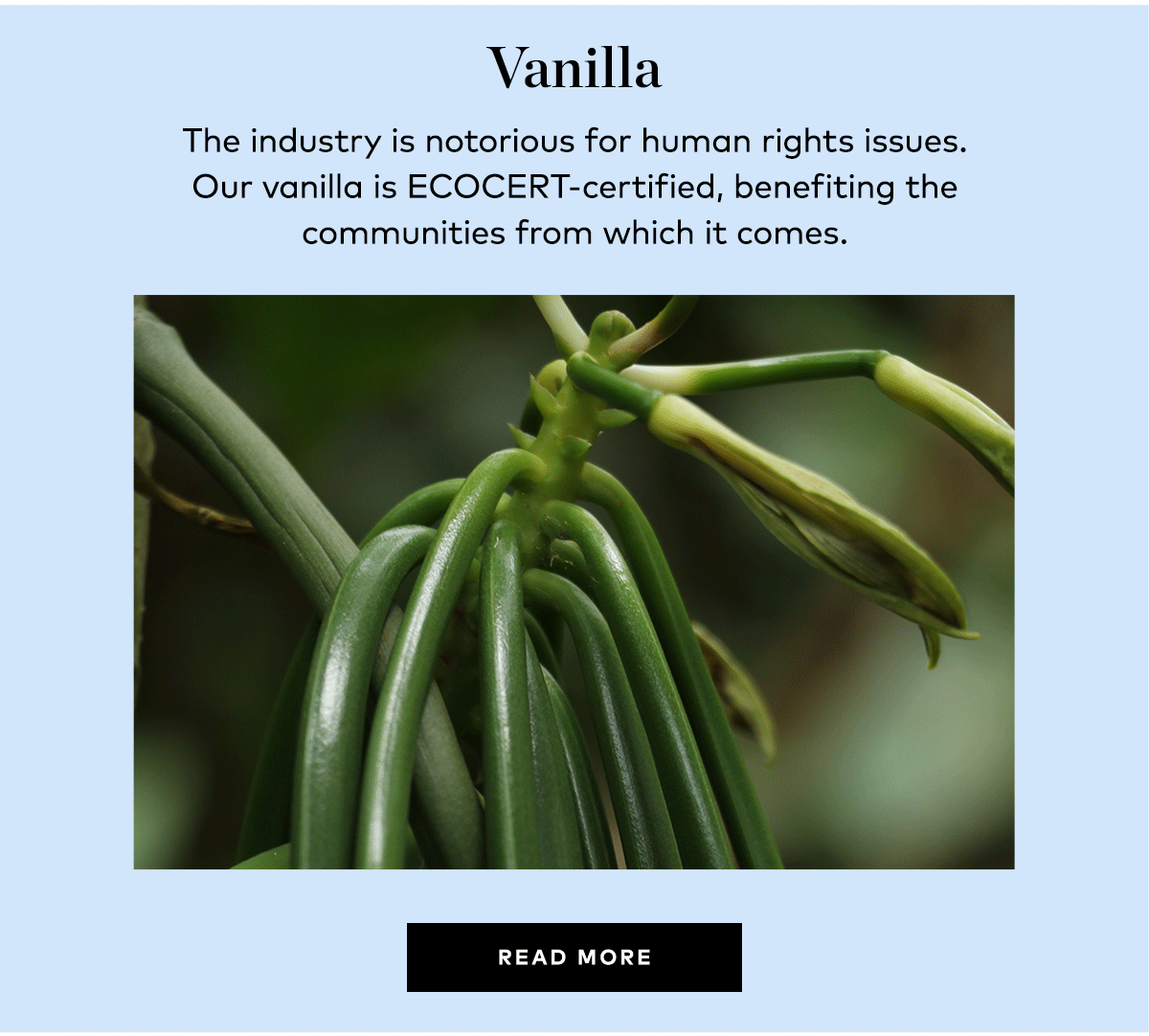 VANILLA