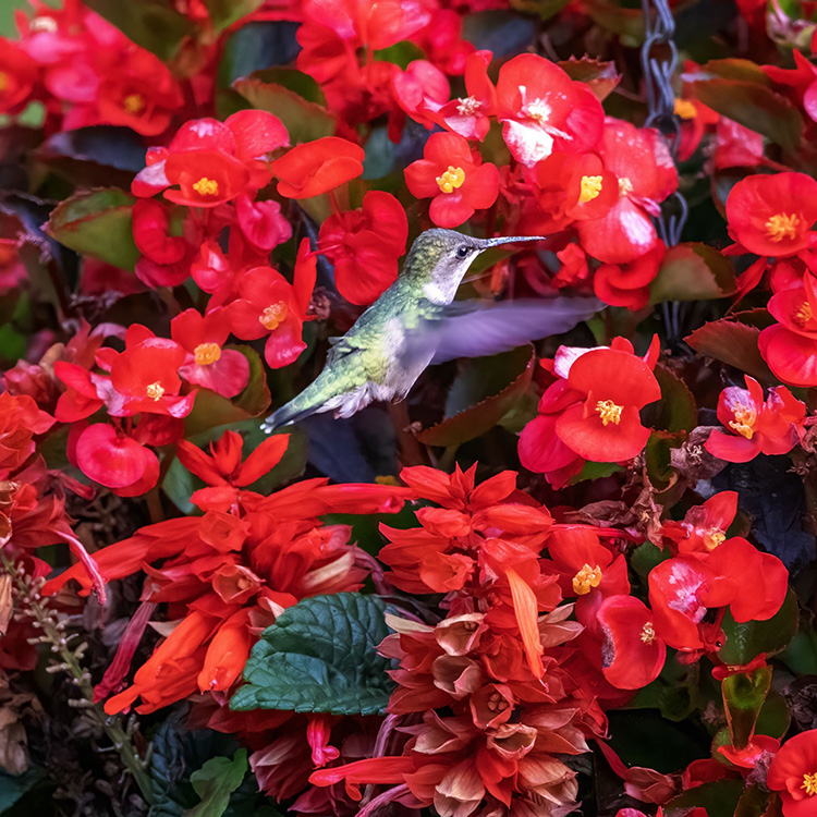 The Truth about Hummingbirds and the Color Red