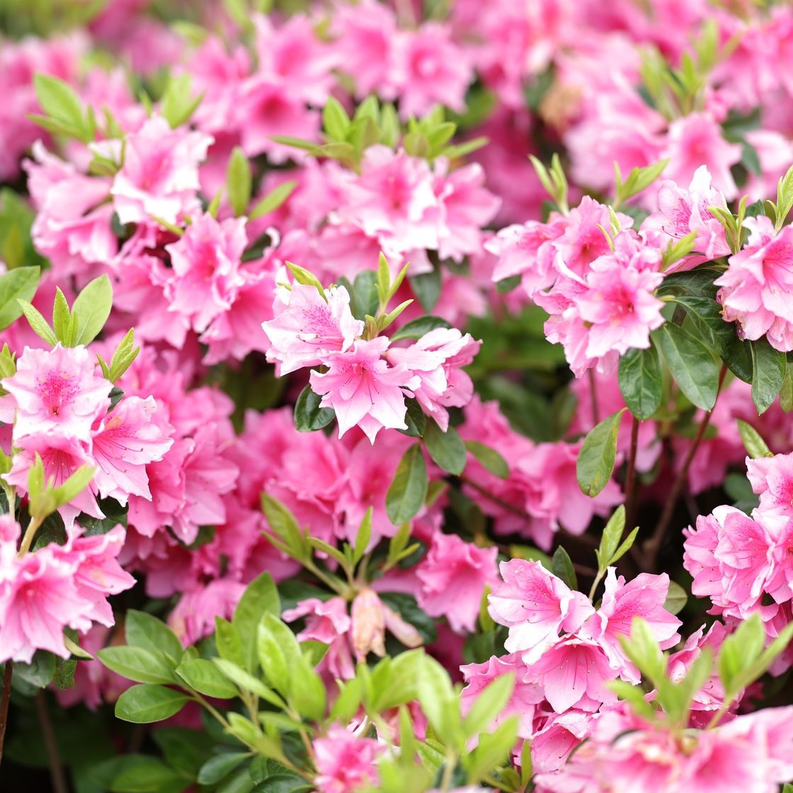 The Secret to Growing Masters-Worthy Azaleas