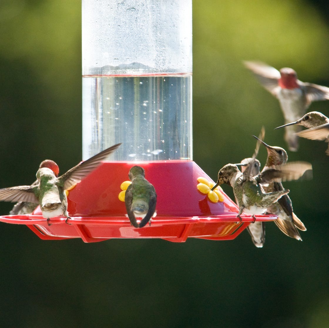 The Only Hummingbird Food Recipe You'll Ever Need — It's Just 2 Ingredients!
