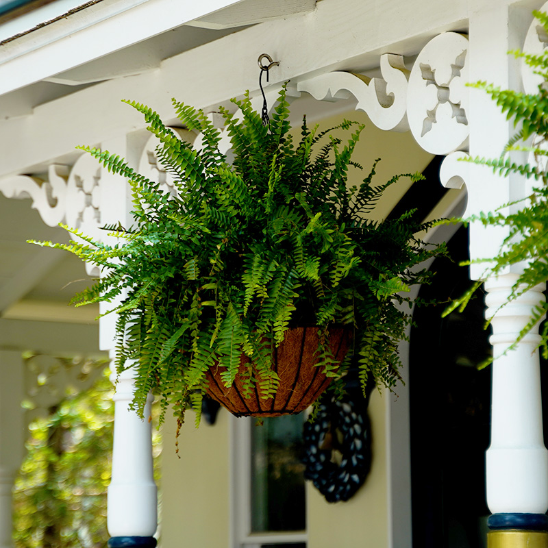 How to Keep Your Porch Ferns Green and Lush All Season (And Ready for Next Year Too)