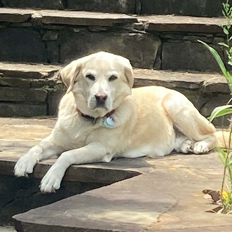 We Tried Embark Dog DNA Test (It's $30 Off Right Now!)