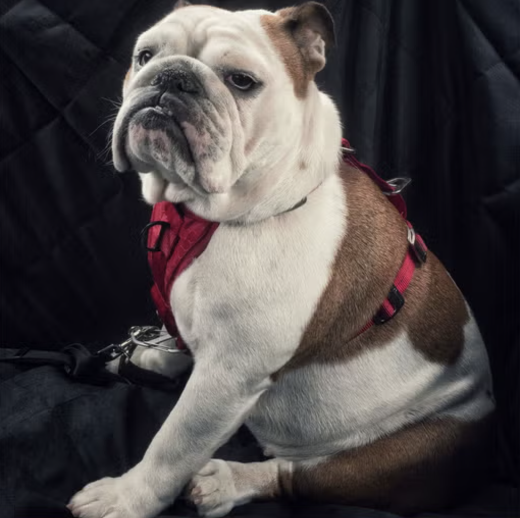 Hop In, Pup: Our Favorite Car Seat Covers for Pet Owners