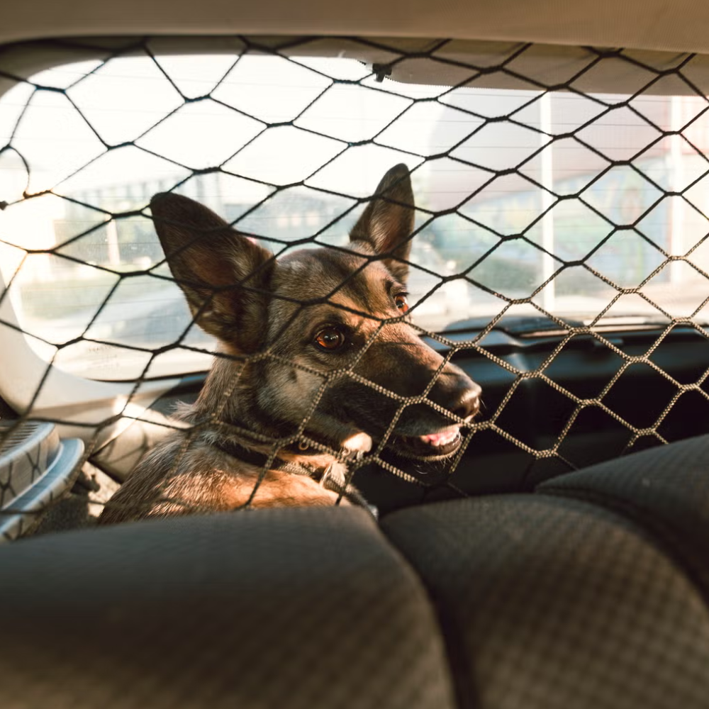 The Best Dog Car Barriers and Dividers for Your Next Trip The Best Dog Car Barriers and Dividers for Your Next Trip