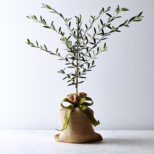 Olive Tree Sapling