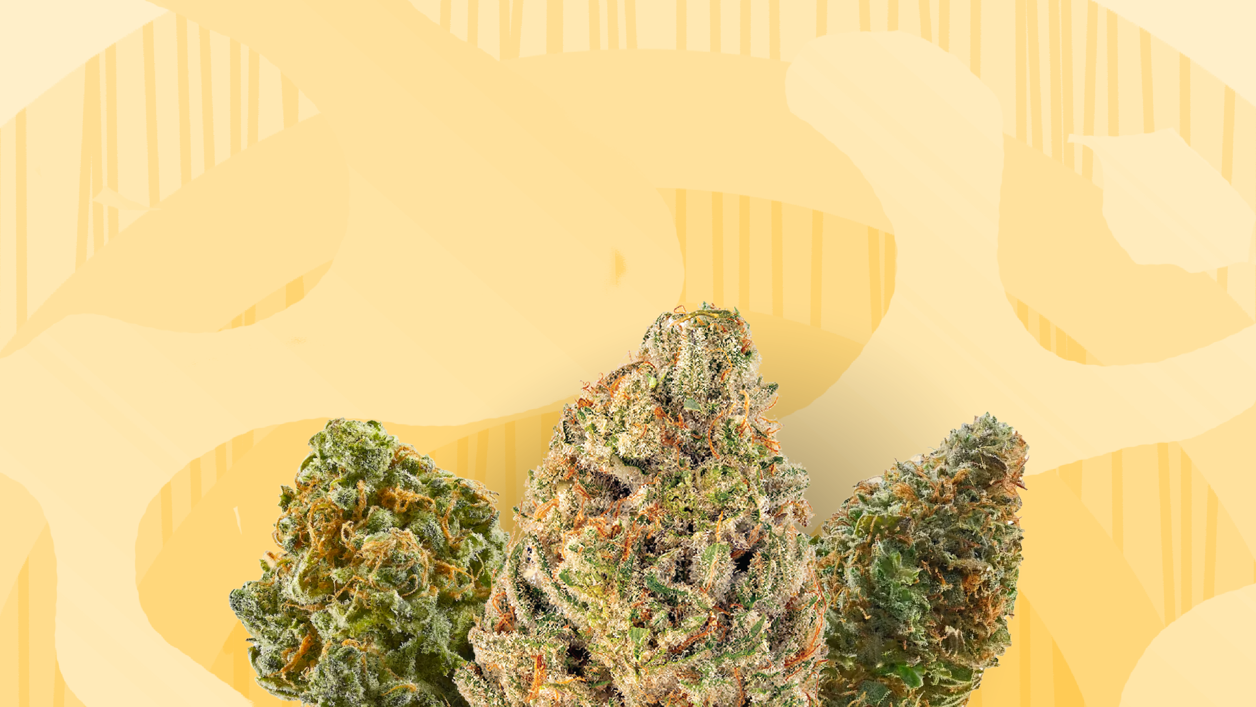 LEAFLY IS THE PLACE FOR WEED