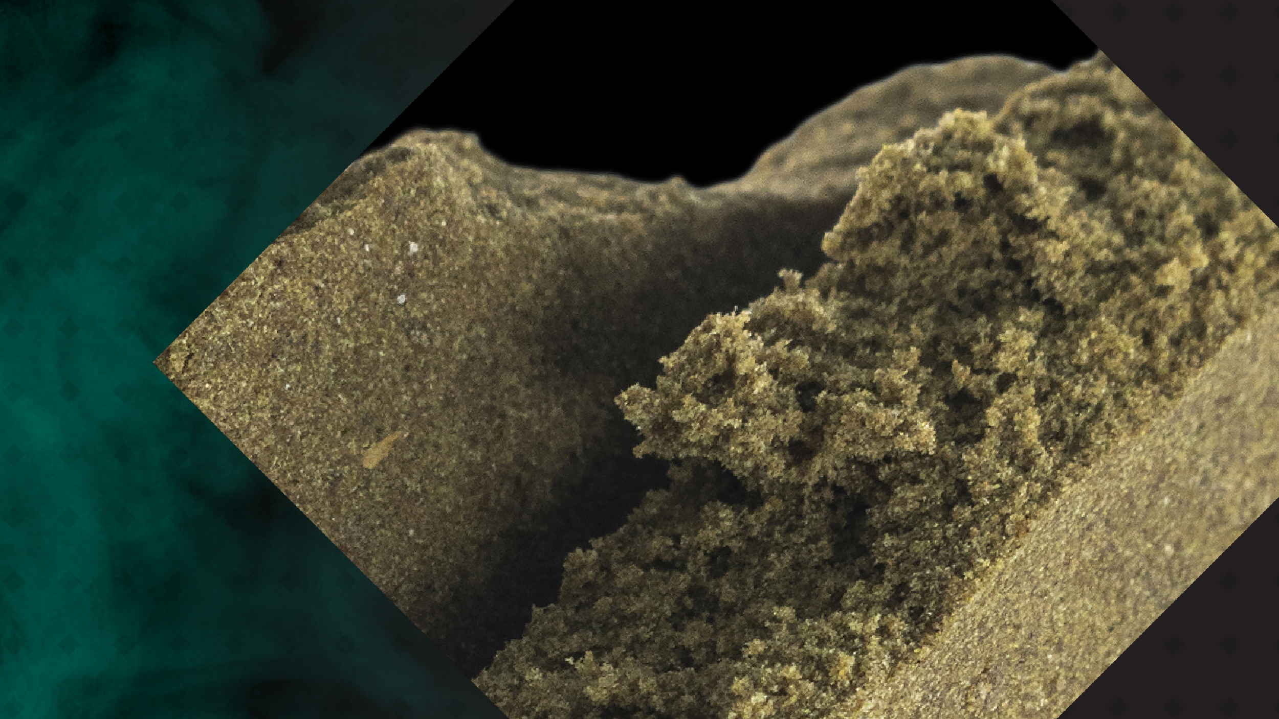 LEAFLY IS THE PLACE FOR WEED