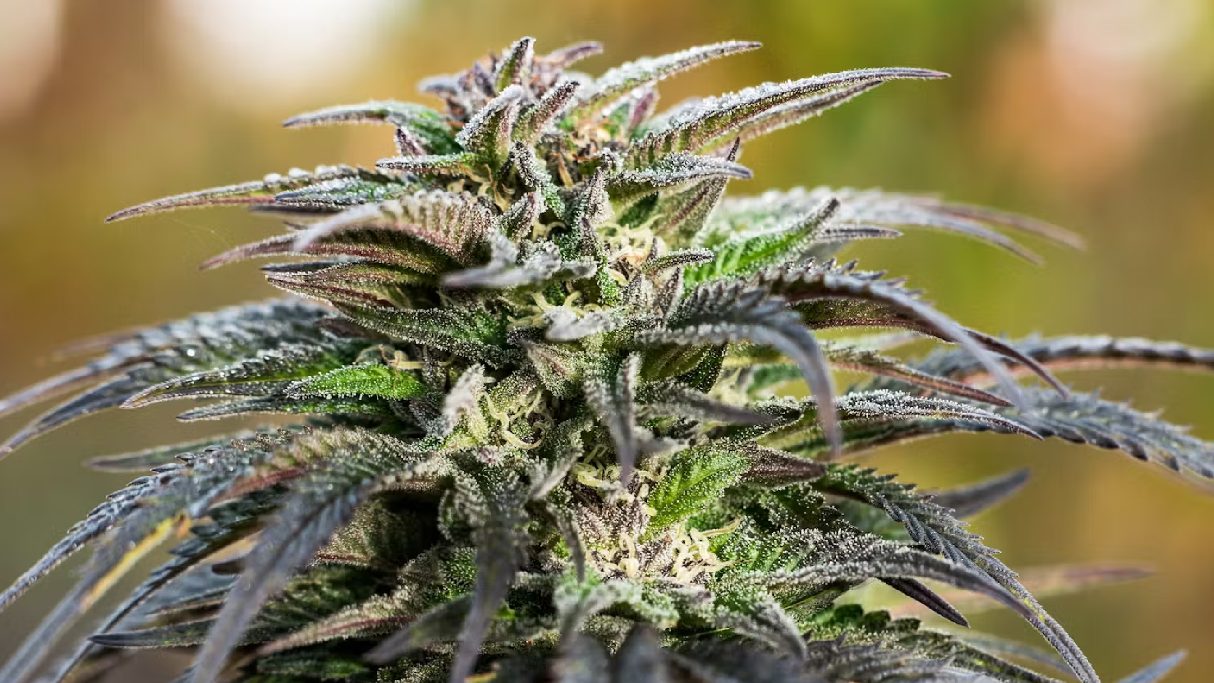 LEAFLY IS THE PLACE FOR WEED