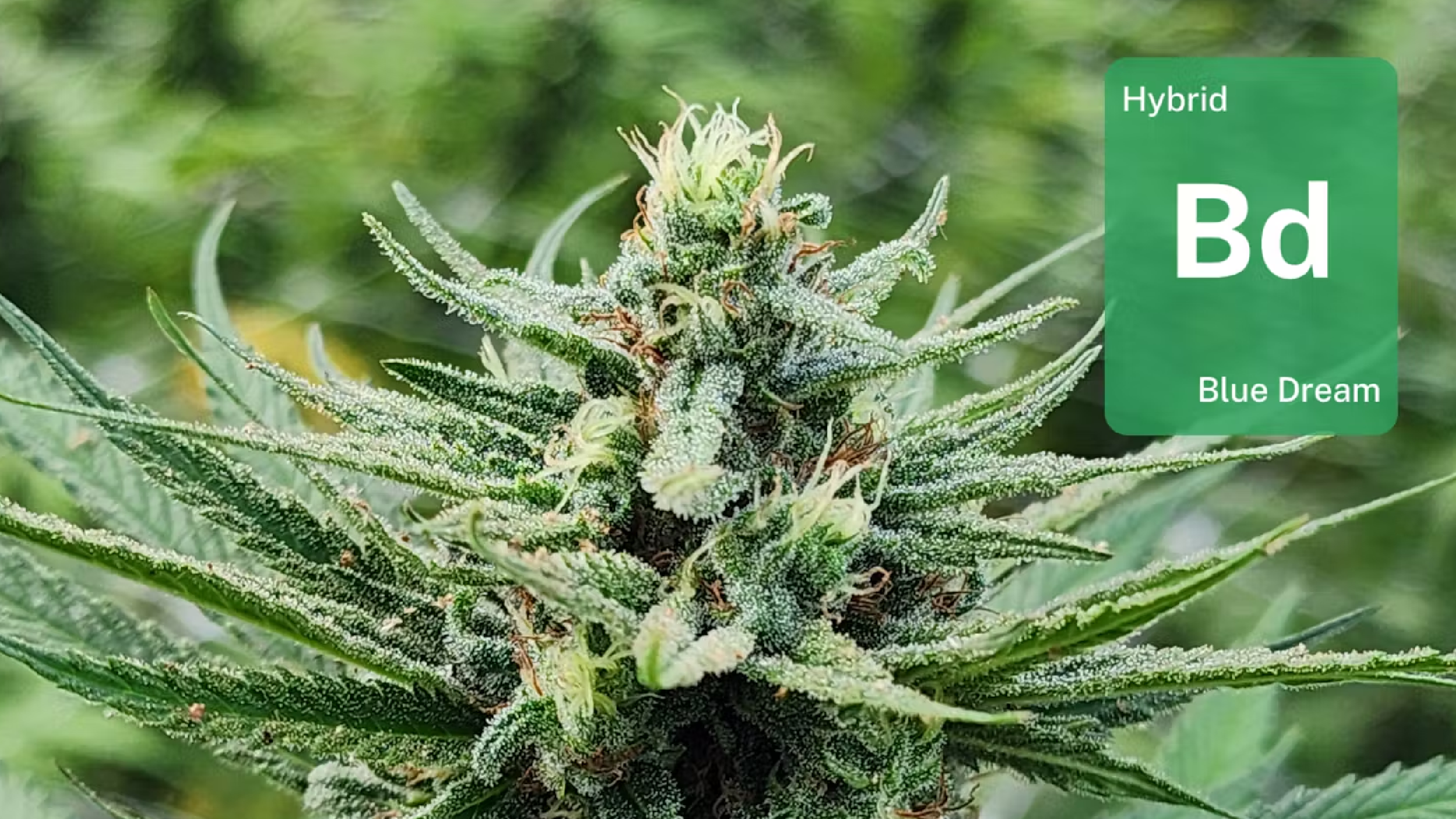 LEAFLY IS THE PLACE FOR WEED