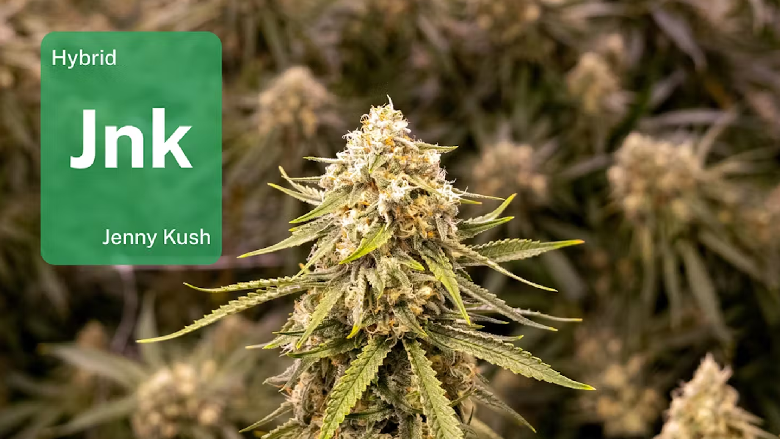 LEAFLY IS THE PLACE FOR WEED