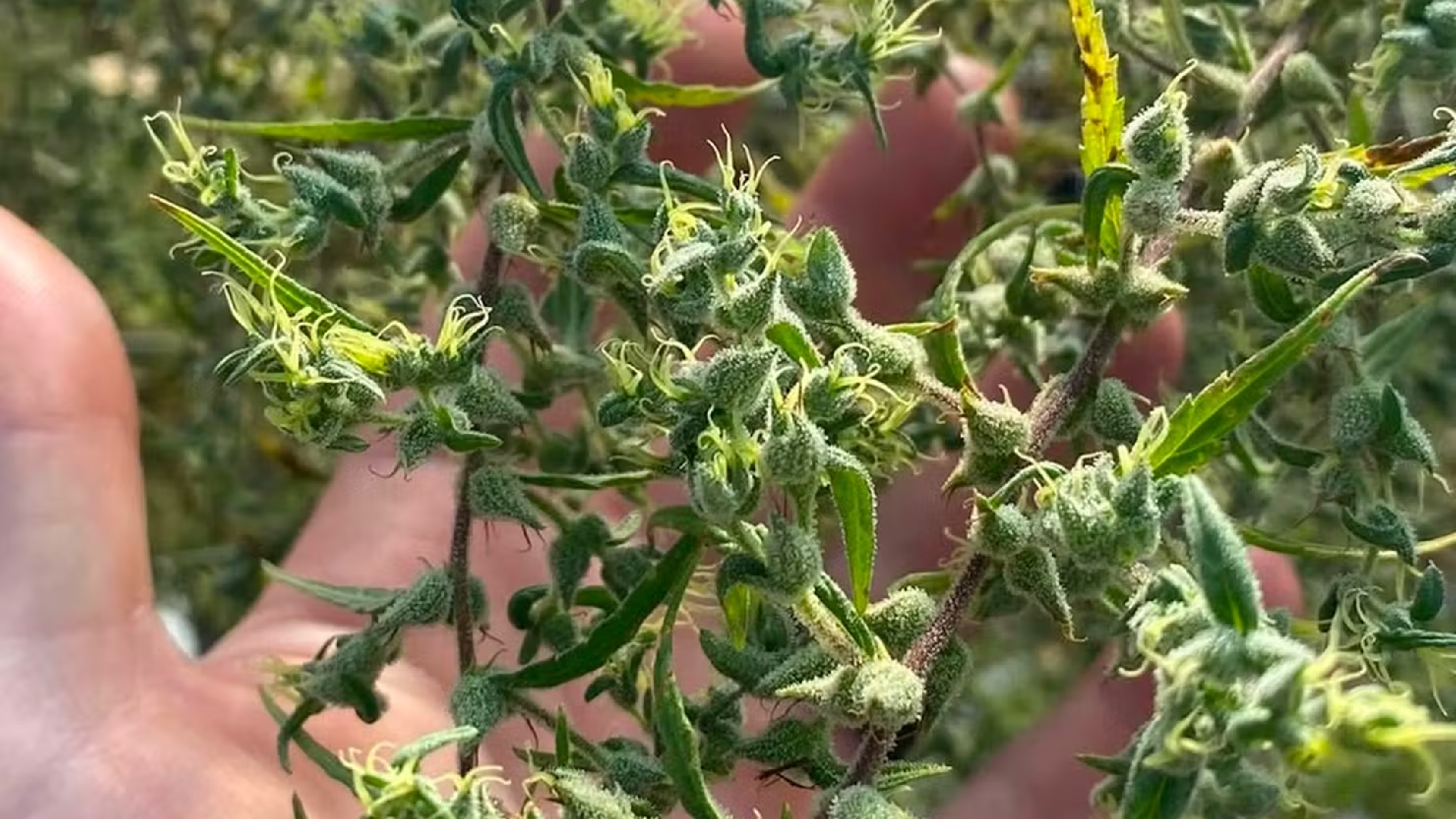 LEAFLY IS THE PLACE FOR WEED