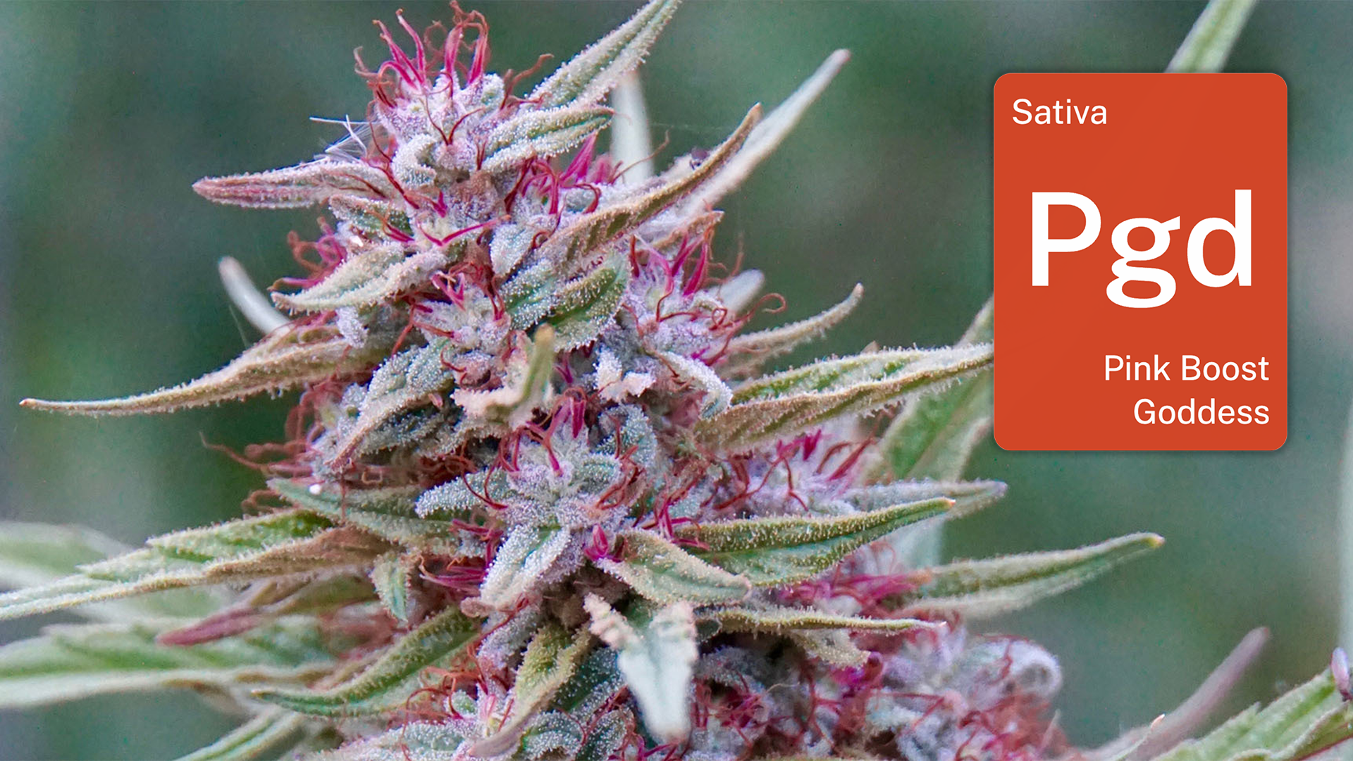 LEAFLY IS THE PLACE FOR WEED