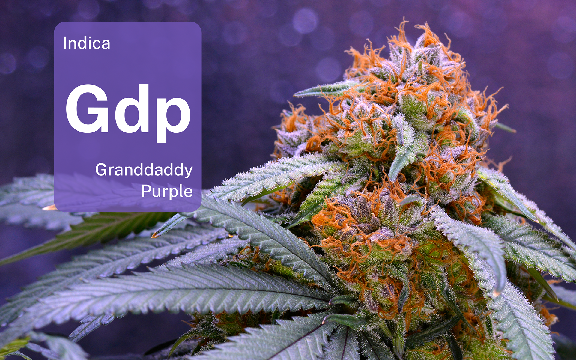 LEAFLY IS THE PLACE FOR WEED