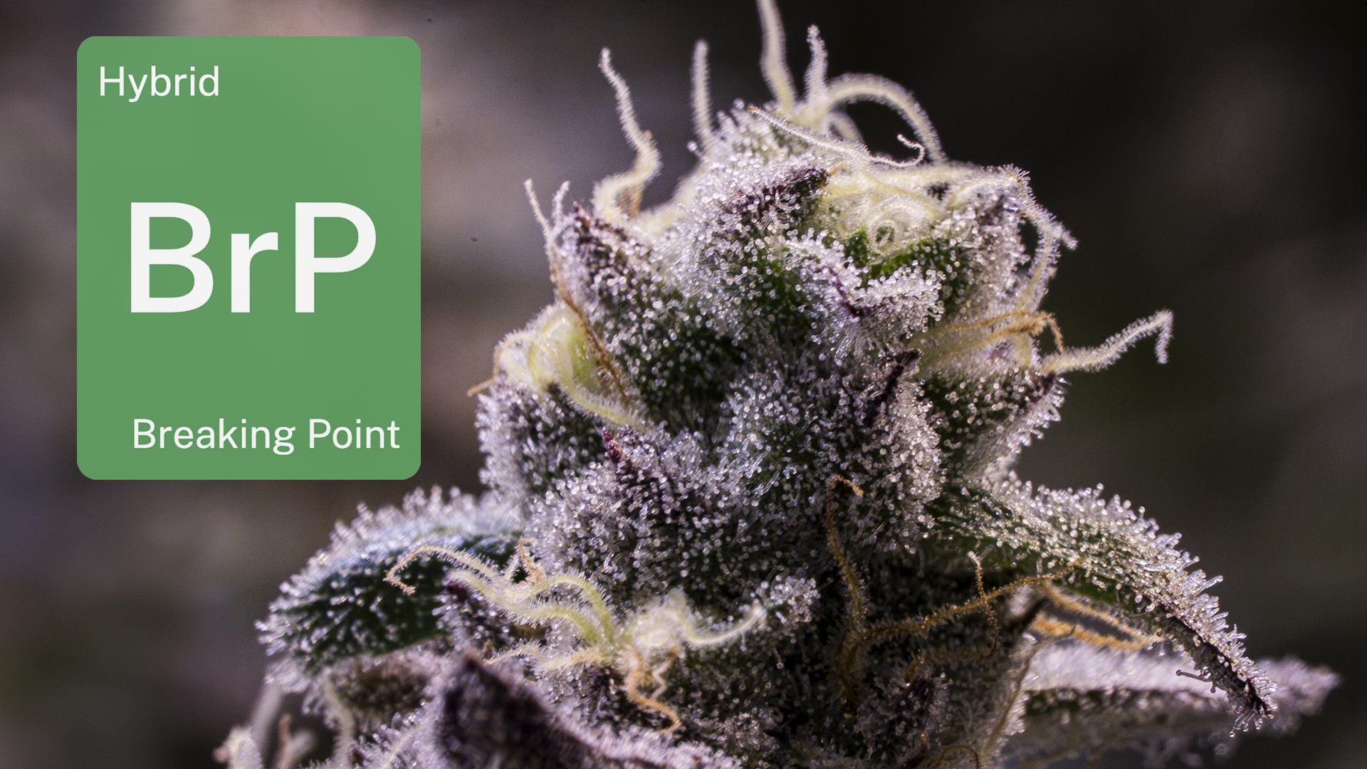 LEAFLY IS THE PLACE FOR WEED