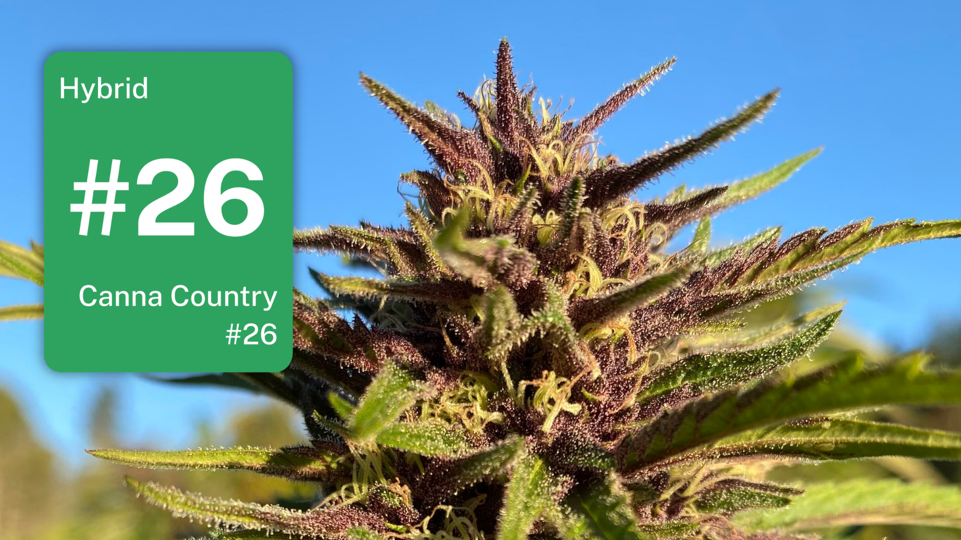 LEAFLY IS THE PLACE FOR WEED