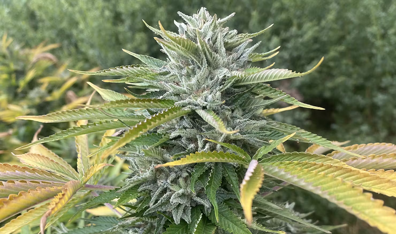LEAFLY IS THE PLACE FOR WEED