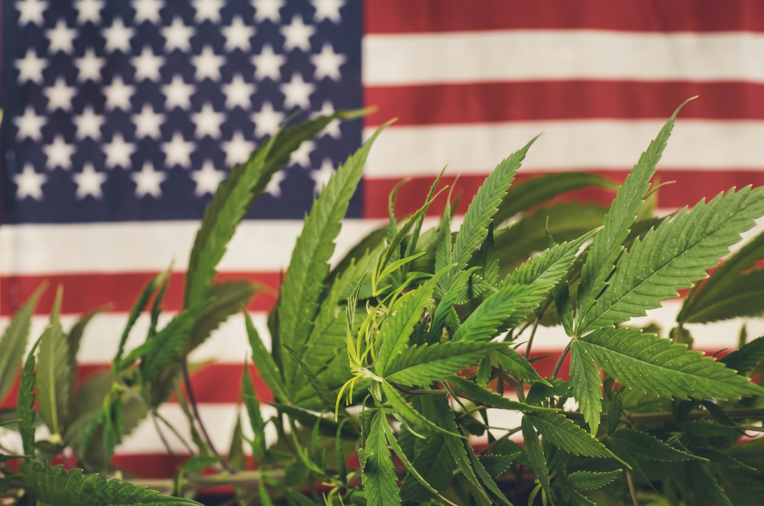 LEAFLY IS THE PLACE FOR WEED