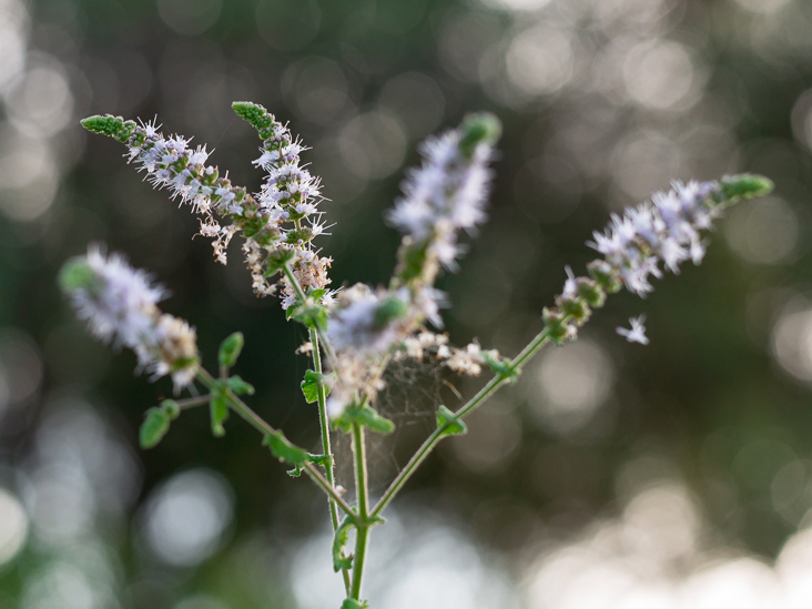How Black Cohosh Can Help Relieve Hot Flashes