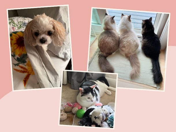 How our pets improve our lives (and well-being!)