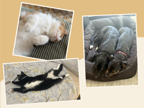 How our pets improve our lives (and well-being!)