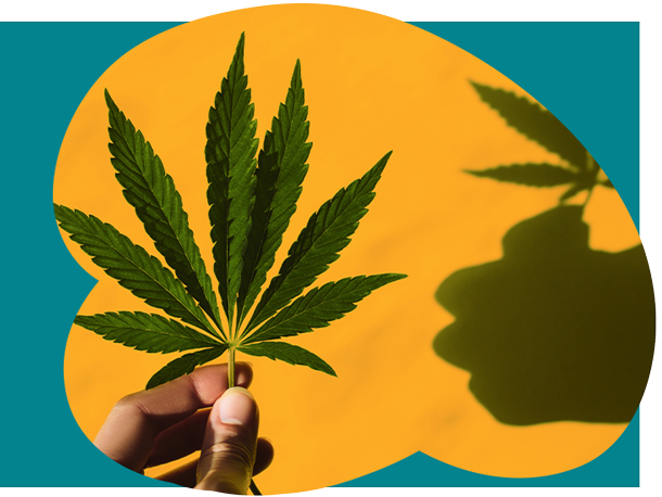 How cannabis affects diabetes risk and memory