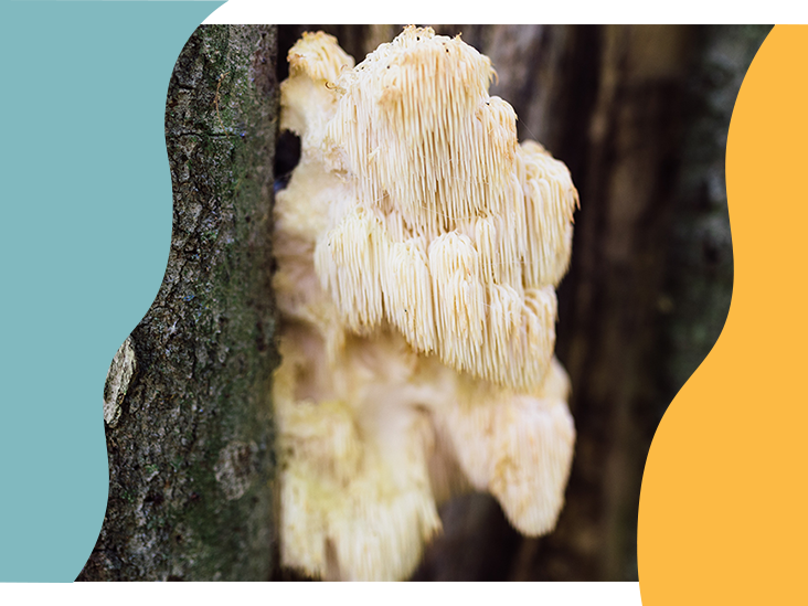 The mushrooms backed by science