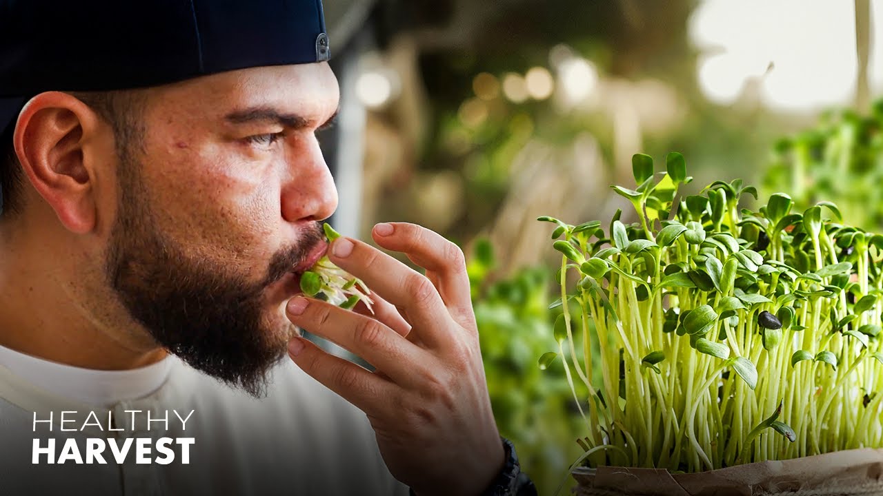 The Tiny Plant Packed with Nutrients