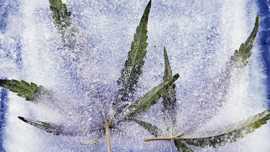 Cannabis leaf in ince