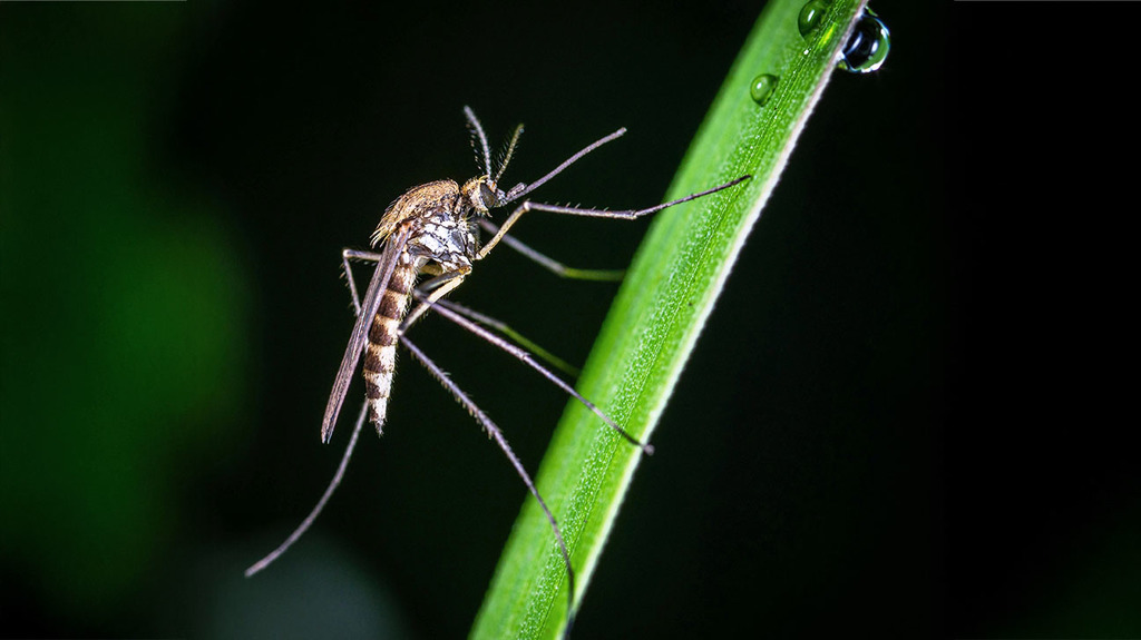 Mosquito on a blade of grass
