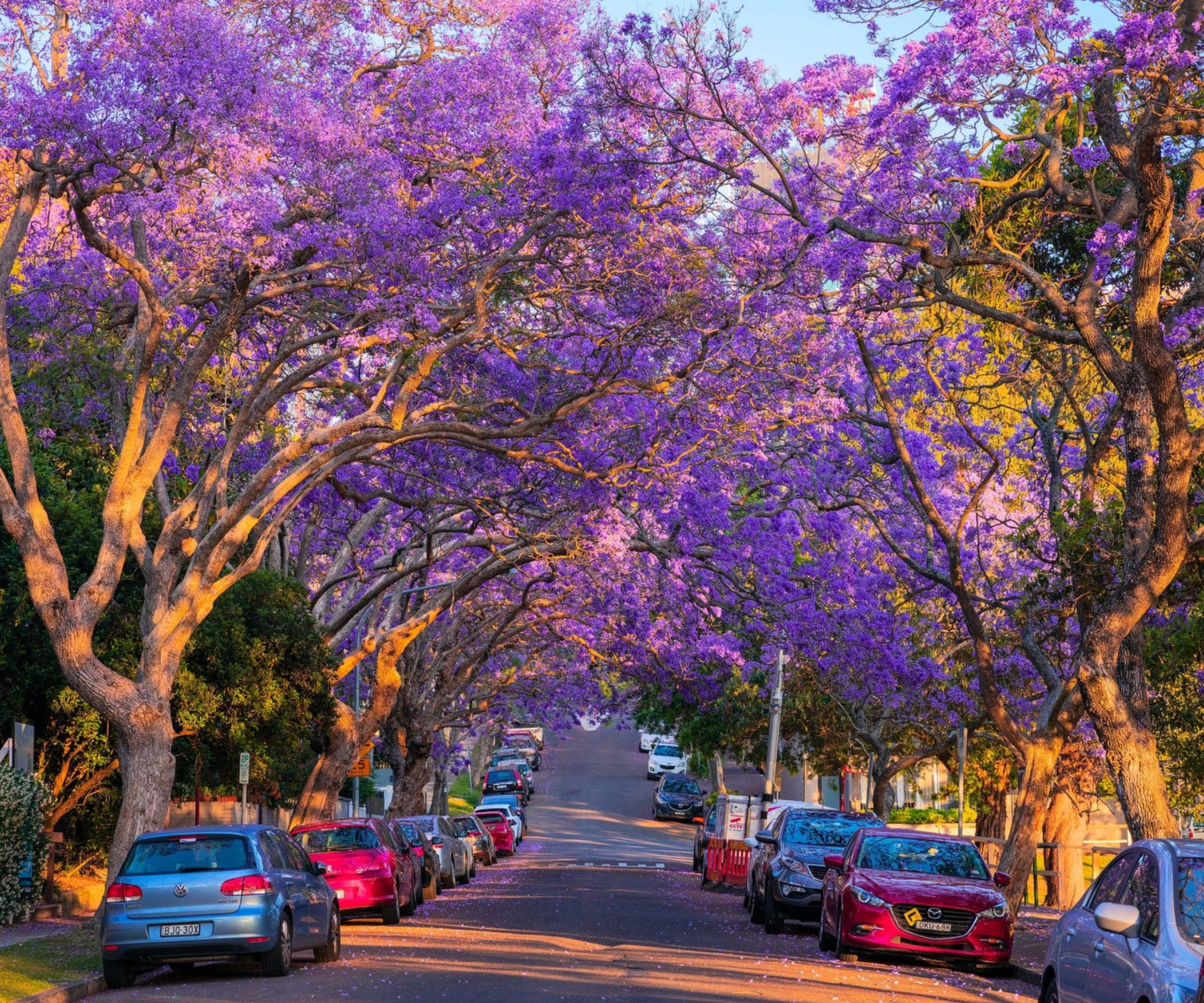 Where to see jacarandas in bloom across Australia