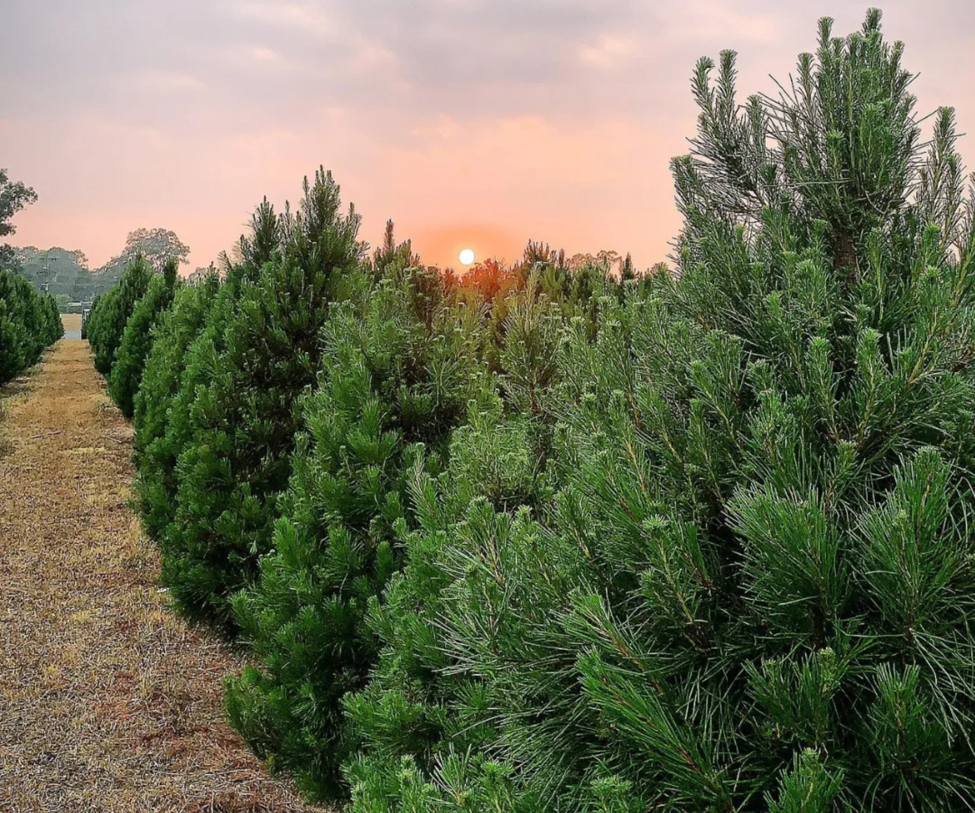 Where to find a real Christmas tree in Sydney