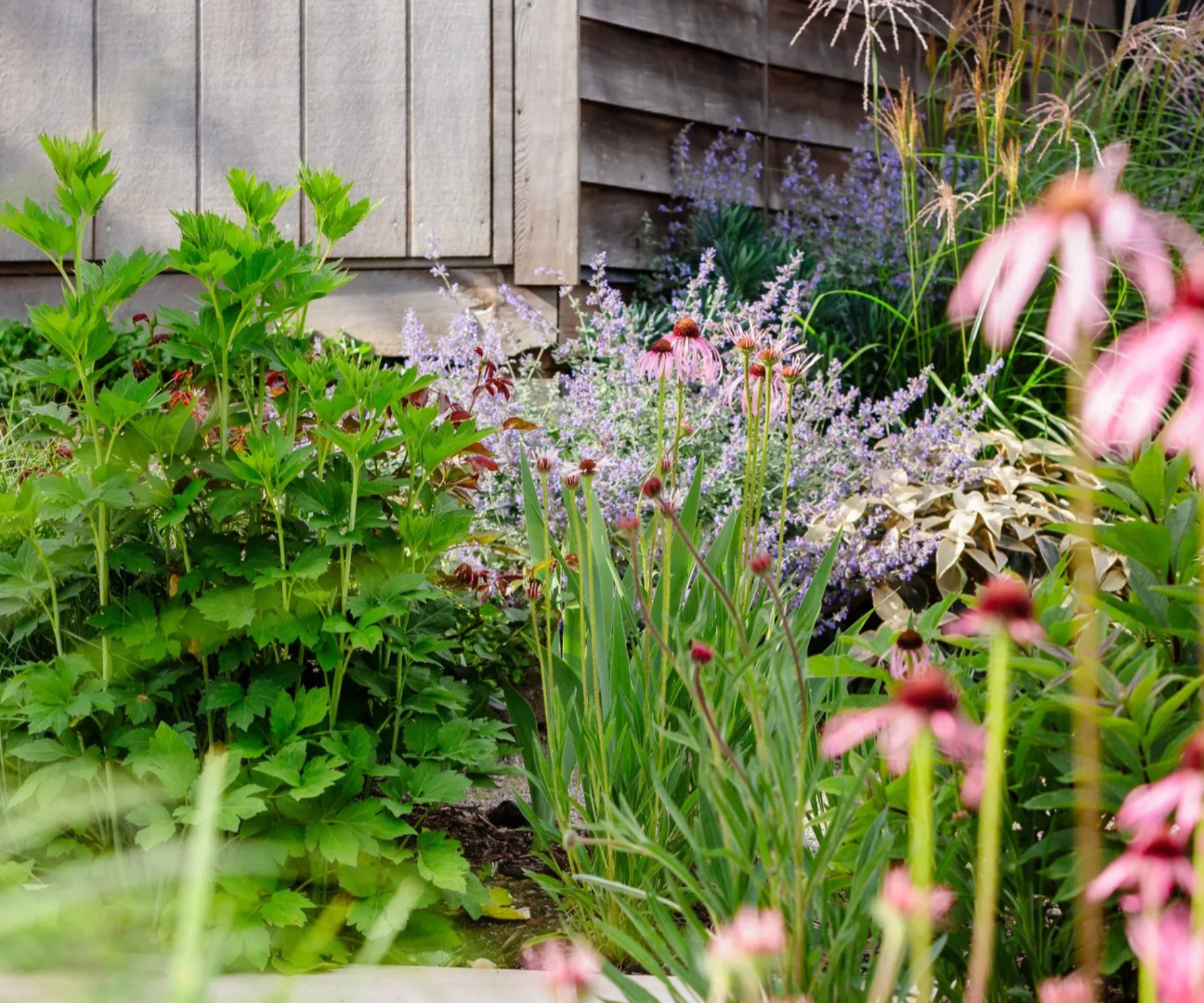 10 best flowering ground cover plants for Australian gardens