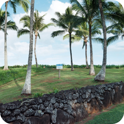 image of a grassland with palm trees.