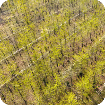 arial drone shot of rows of trees.