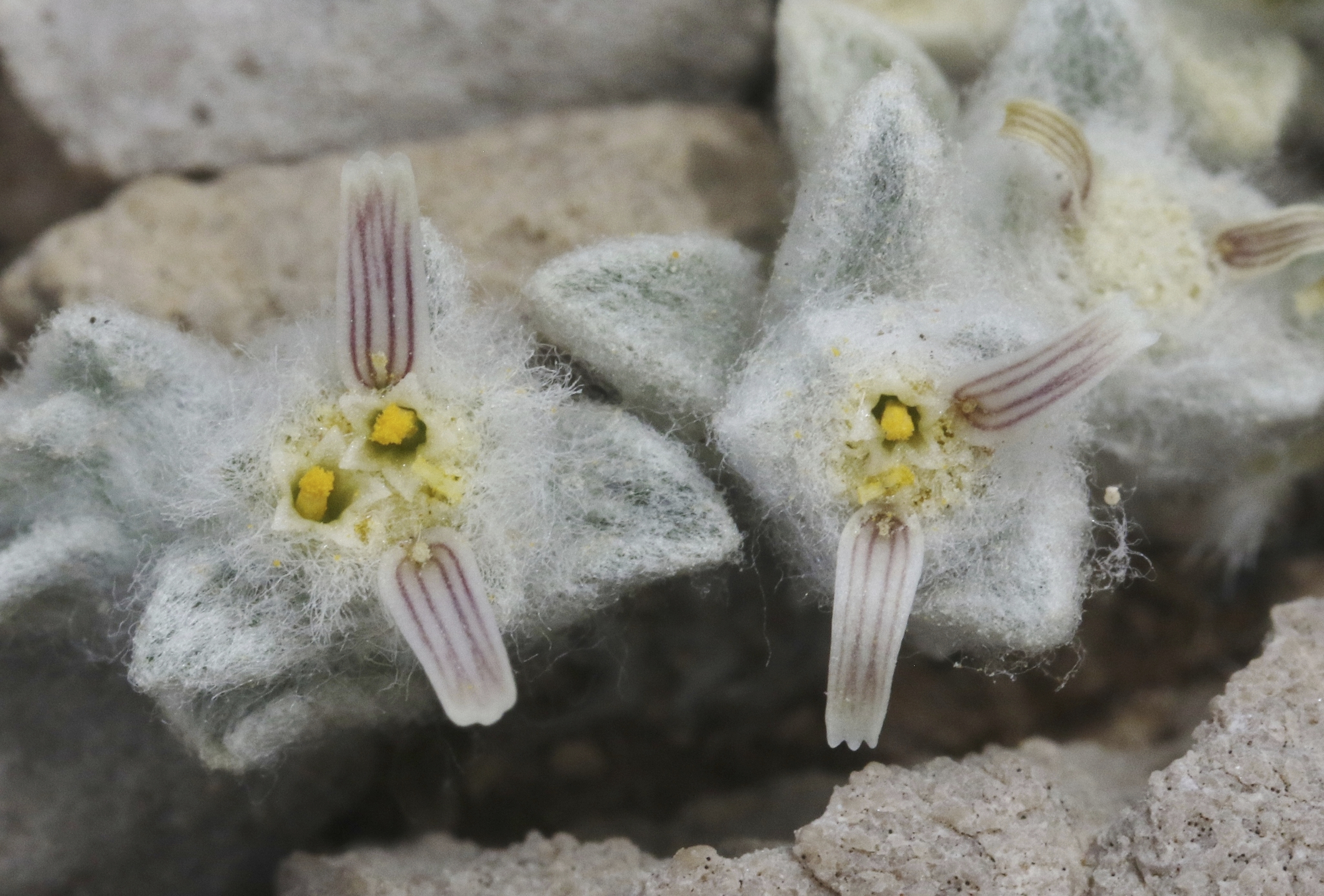 This photo by James Bailey shows the wooly devil flower in Big Bend National Park on April 6, 2024. (James Baily via AP)