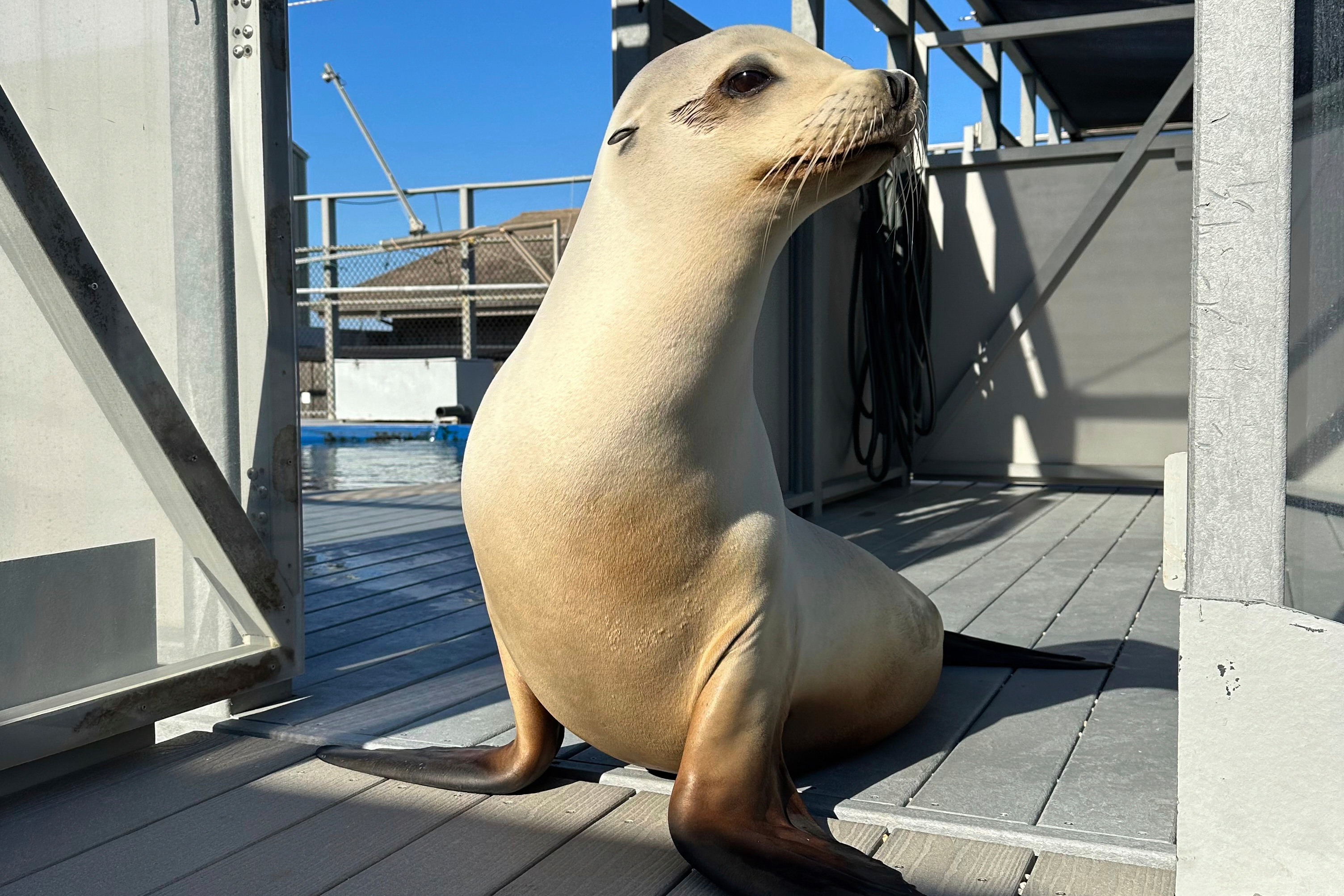 This photo provided by researchers shows California sea lion Ronan in Santa Cruz, Calif., in 2023, under an NMFS 23554 permit. (Carson Hood/UC Santa Cruz via AP).