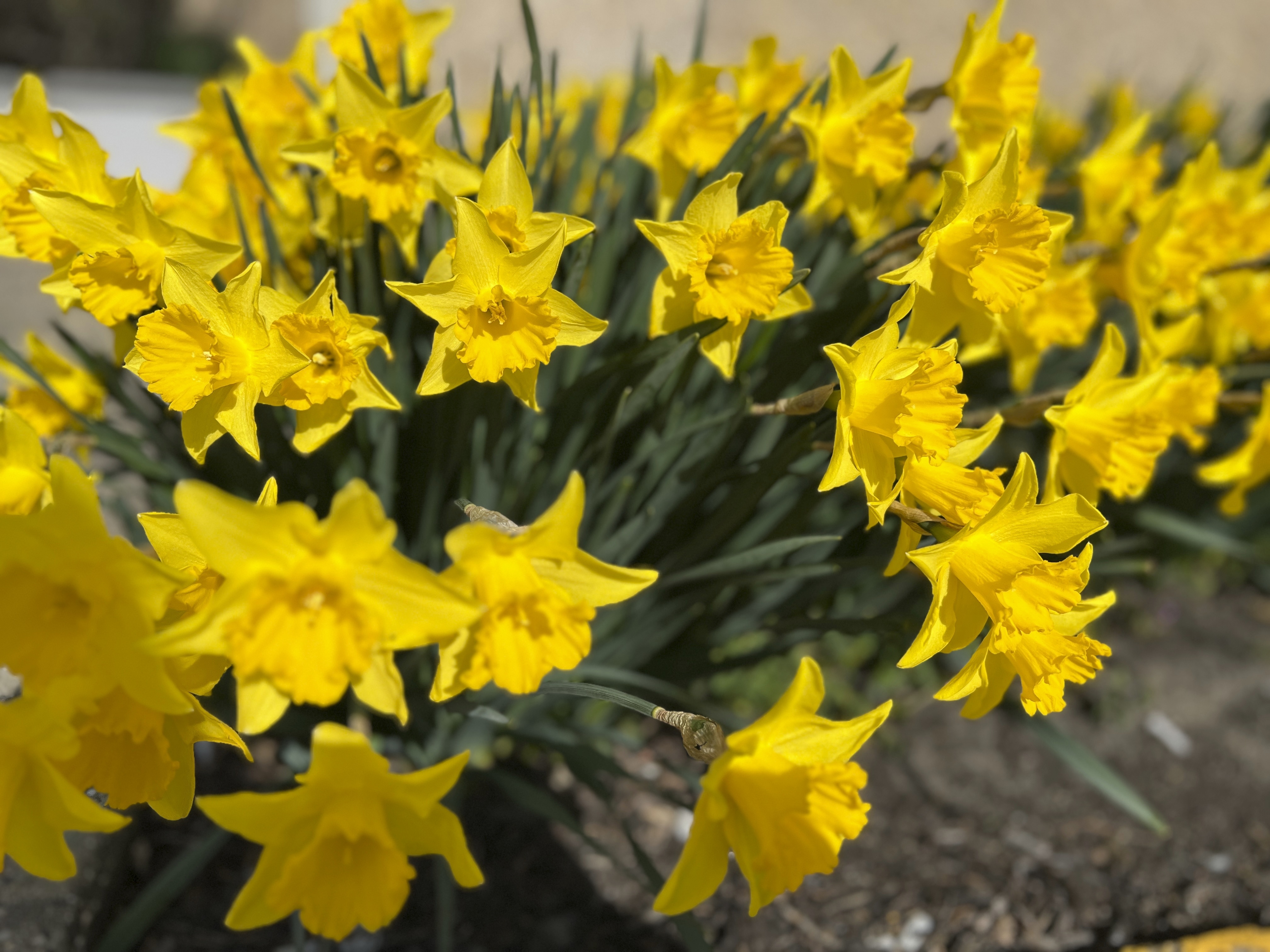 This March 19, 2024, image provided by Jessica Damiano shows daffodils in full bloom. Daffodils are among the flowers least likely to cause seasonal allergy symptoms. (Jessica Damiano via AP).