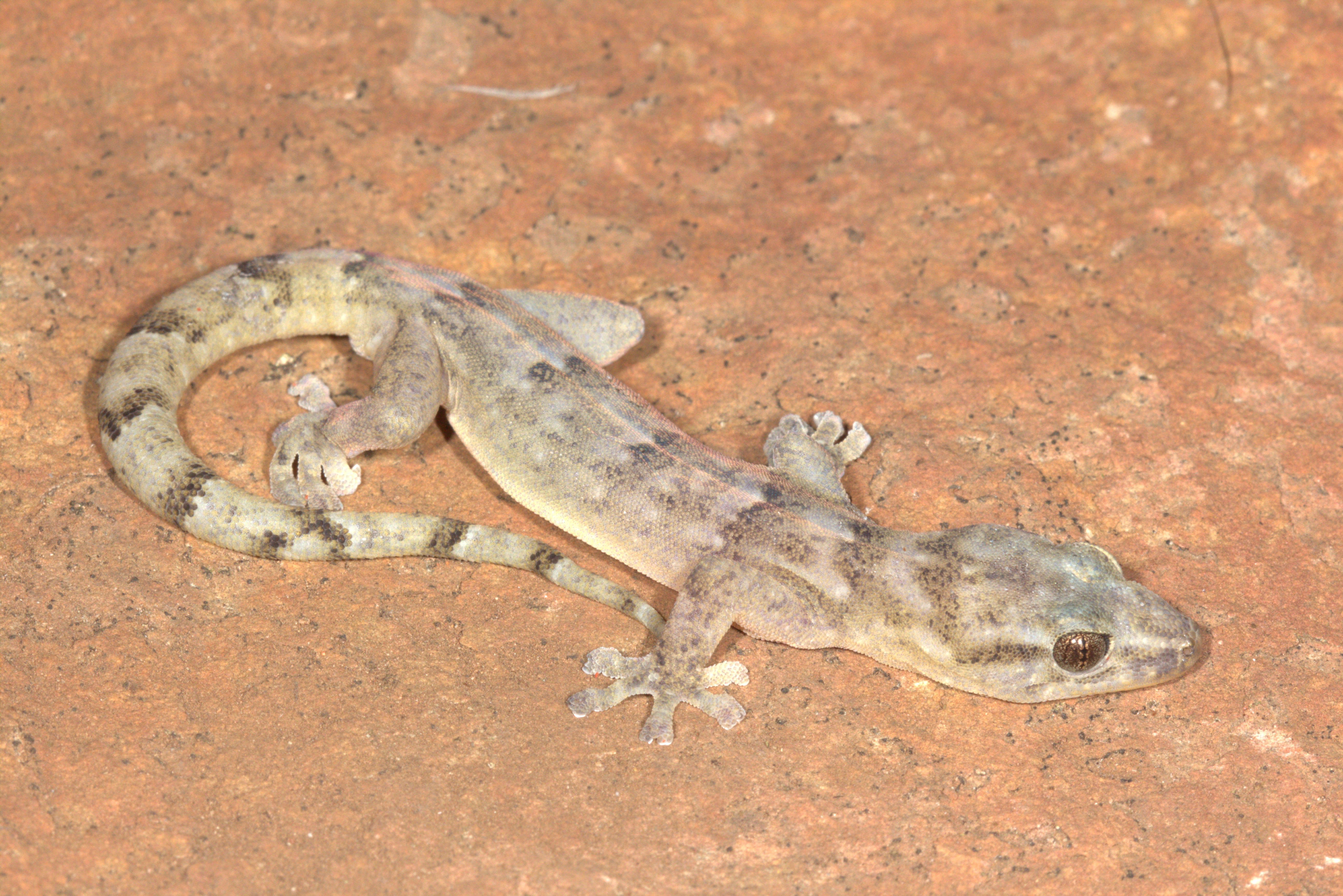A Blyde Rondavel Flat Gecko, a type of lizard that previously hadn't been recorded since it was discovered in 1991, is photographed in the Blyde River Canyon in South Africa in April. ( Endangered Wildlife Trust via AP).