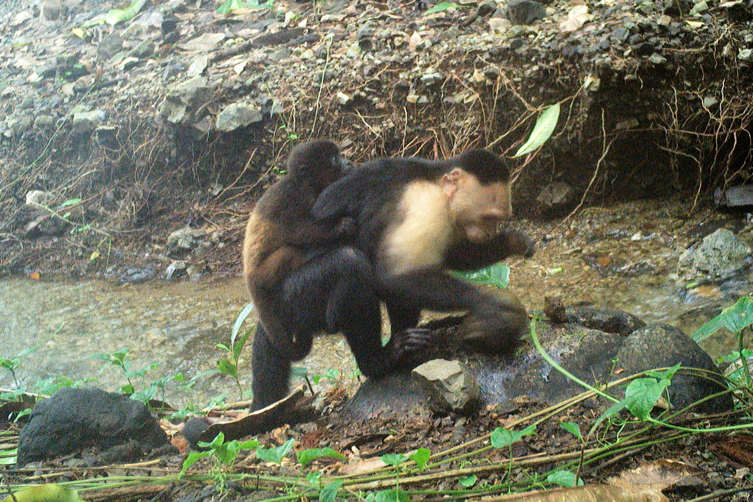 This photo provided by researchers shows a baby howler monkey clinging onto a young adult male capuchin monkey on Jicarón Island, Panama in September 2022. (Brendan Barrett/Max Planck Institute of Animal Behavior via AP).